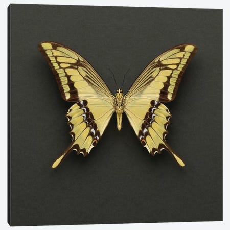 King Swallowtail Butterfly Canvas Print #FEN96} by Alyson Fennell Canvas Print