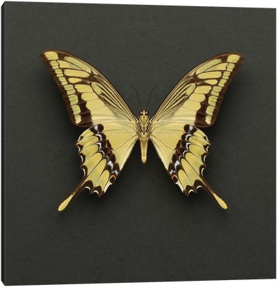 King Swallowtail Butterfly Canvas Art Print - Alyson Fennell
