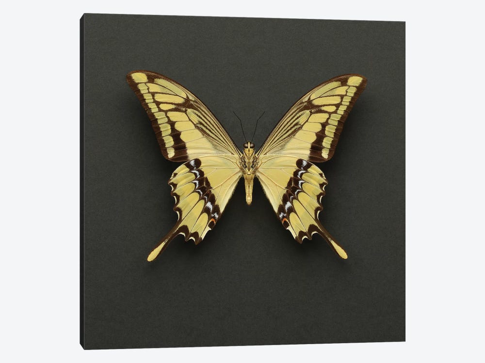King Swallowtail Butterfly by Alyson Fennell 1-piece Canvas Art