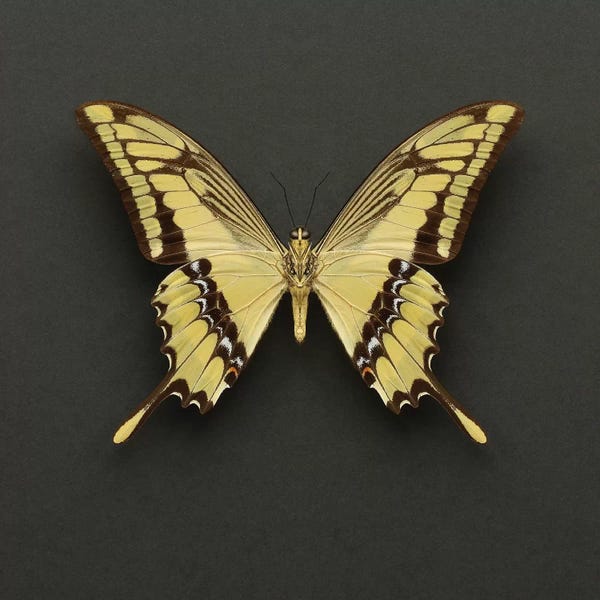 Alyson Fennell: King Swallowtail Butterfly by Alyson Fennell