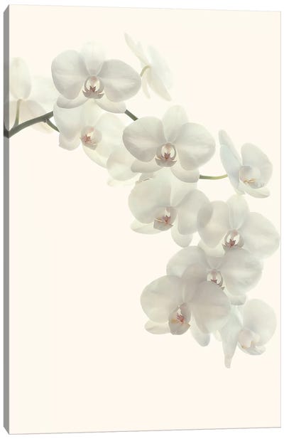 White Orchids Canvas Art Print - Japandi