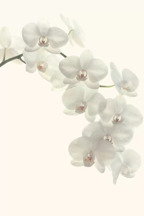 White Orchids by Alyson Fennell wall art