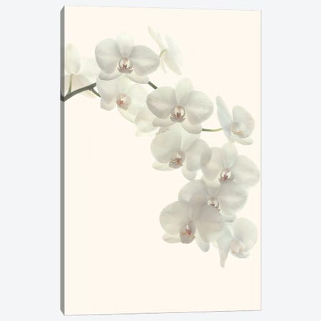 White Orchids Canvas Print #FEN98} by Alyson Fennell Canvas Art