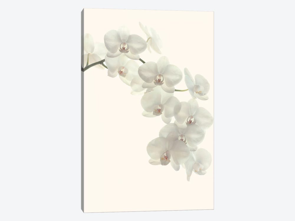 White Orchids by Alyson Fennell 1-piece Canvas Art