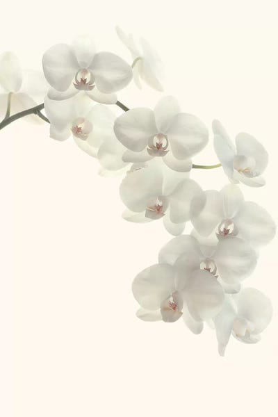Alyson Fennell: White Orchids by Alyson Fennell
