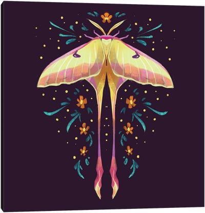 Jewel Moths - Chinese Lunar Moth Canvas Art Print - Ffion Evans