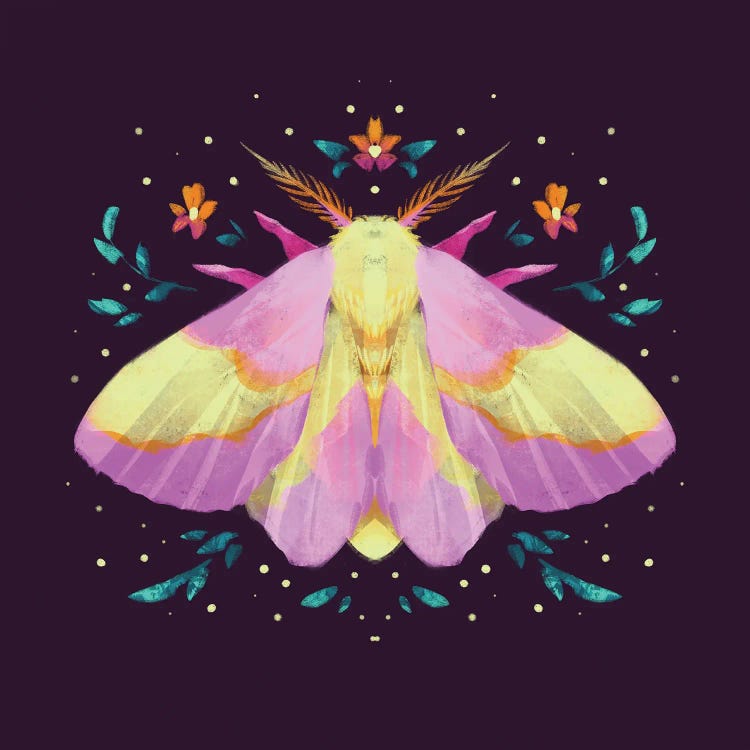 Framed Canvas Art - Jewel Moths - Rosy Maple Moth by Ffion Evans (styles > Digital art) - 26x26 in