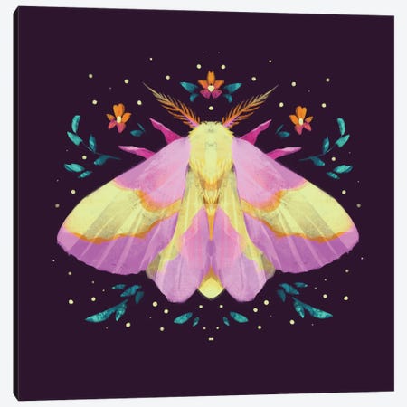 Jewel Moths - Rosy Maple Moth Canvas Print #FFE29} by Ffion Evans Canvas Artwork
