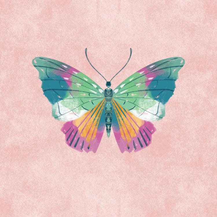 Rosy Butterfly