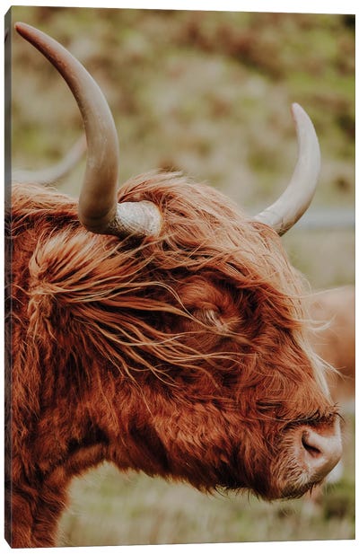 Highland Cow Canvas Art Print - Scotland Art