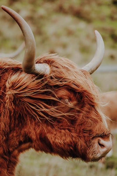 Fabian Fortmann: Highland Cow by Fabian Fortmann
