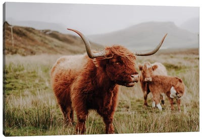 Highland Cow IV Canvas Art Print - Fabian Fortmann