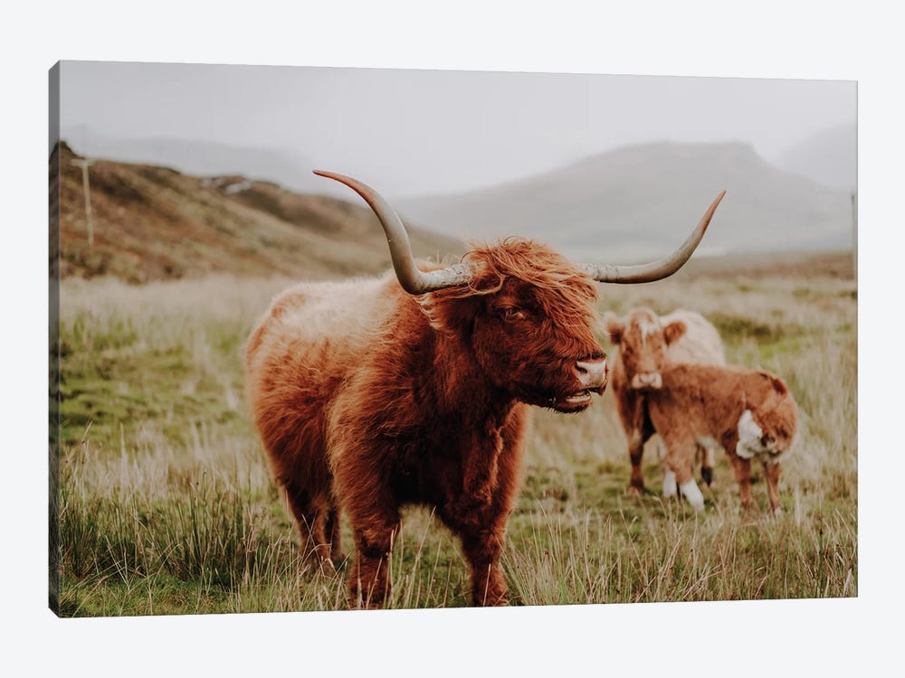 Highland Cow IV by Fabian Fortmann 1-piece Canvas Print