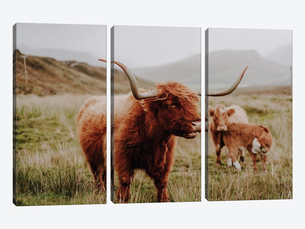 Highland Cow IV by Fabian Fortmann 3-piece Canvas Print