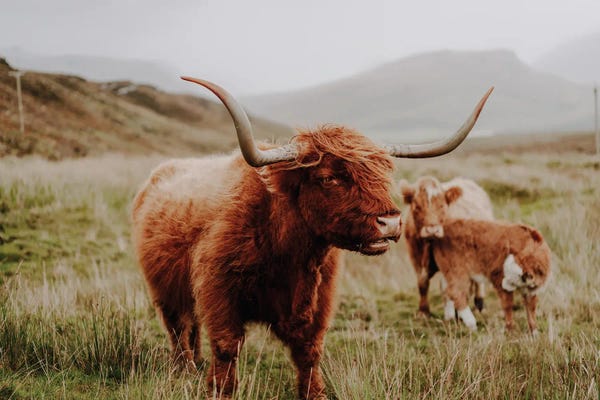 Fabian Fortmann: Highland Cow IV by Fabian Fortmann