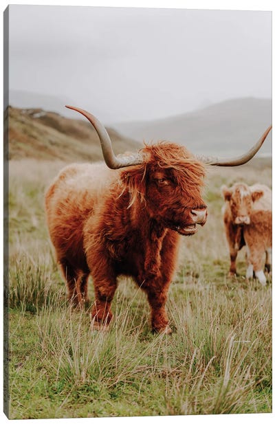 Highland Cow V Canvas Art Print - Scotland Art
