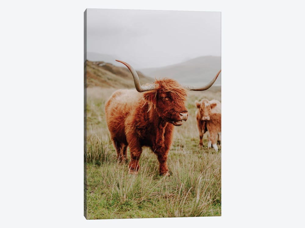 Highland Cow V by Fabian Fortmann 1-piece Canvas Wall Art