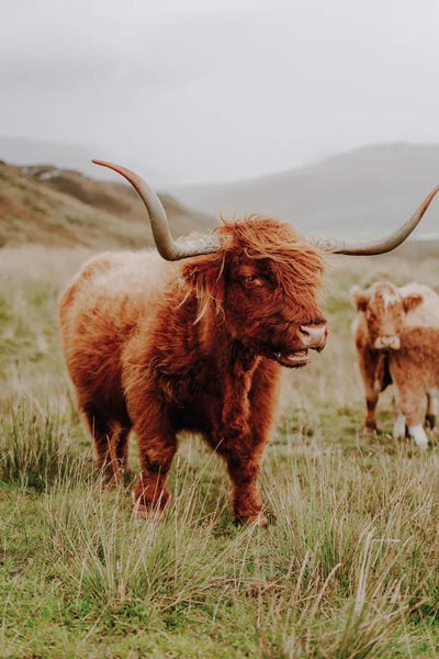 Fabian Fortmann: Highland Cow V by Fabian Fortmann