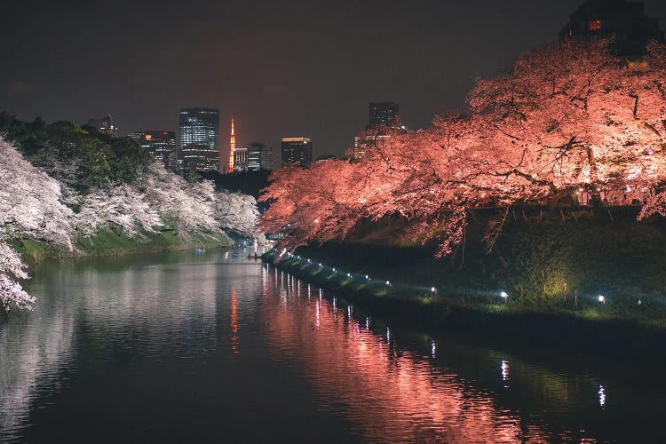 Tokyo Cherry Blossom At Night IV