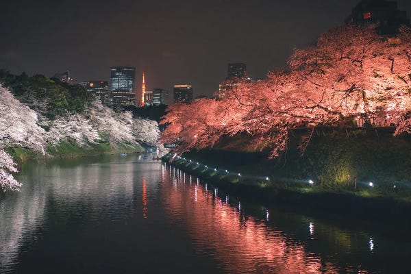 Cherry Trees: Tokyo Cherry Blossom At Night IV by Fabian Fortmann