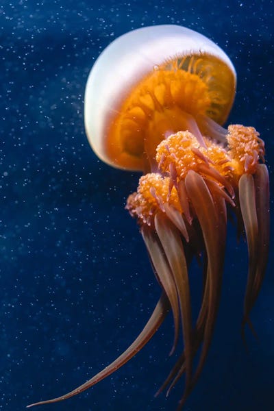 Fabian Fortmann: Jellyfish I by Fabian Fortmann