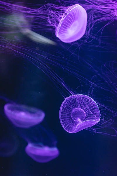 Fabian Fortmann: Jellyfish III by Fabian Fortmann