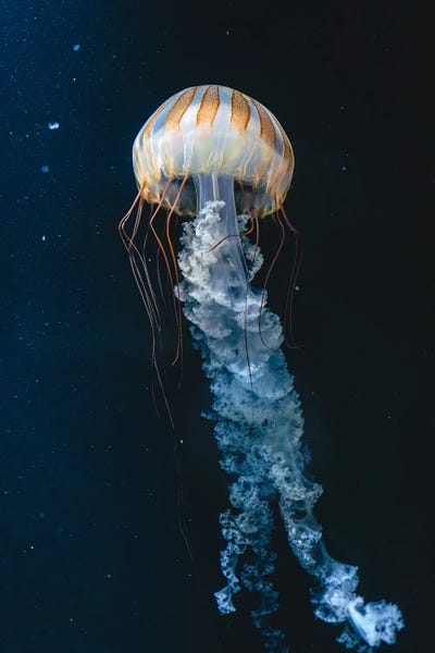 Fabian Fortmann: Jellyfish IV by Fabian Fortmann