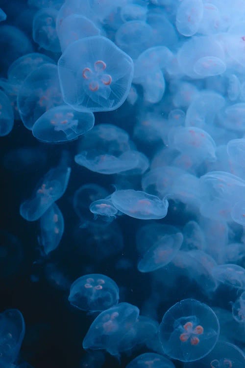 Jellyfish V