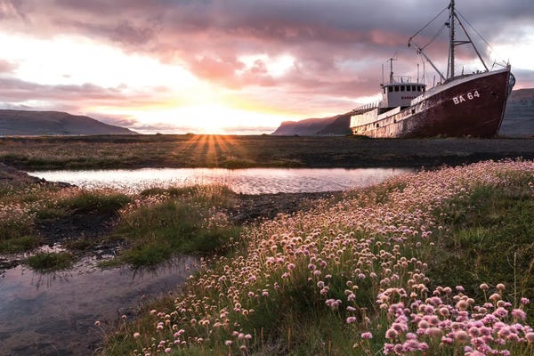 Fabian Fortmann: Flower Path by Fabian Fortmann