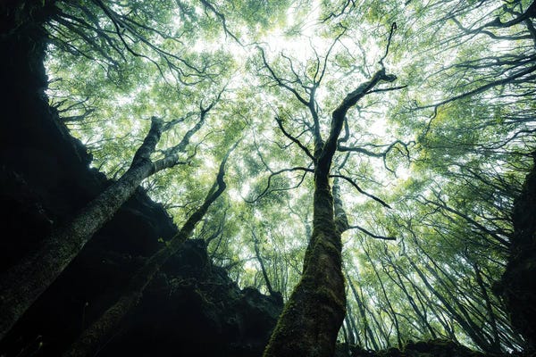 Atmospheric Photography: Growing Towards The Light by Fabian Fortmann