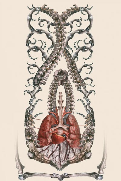 Bones