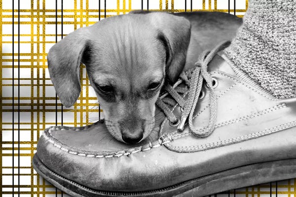 Puppies: My Favorite Carrier by 5by5collective