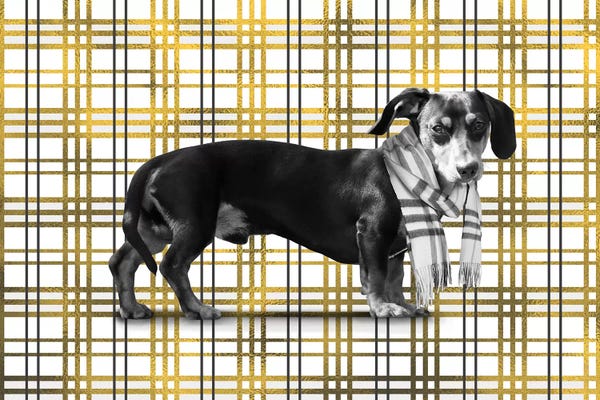 Dachshunds: Comfy Napping Place by 5by5collective