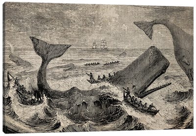 Old Whale Etching Canvas Art Print - Whale Art