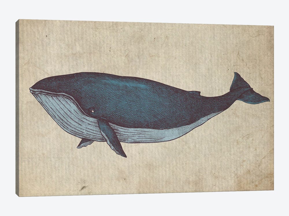 Vintage Whale Sketch by FisherCraft 1-piece Canvas Art