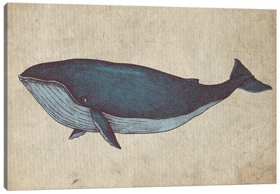 Vintage Whale Sketch Canvas Art Print - FisherCraft