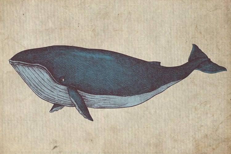 Vintage Whale Sketch