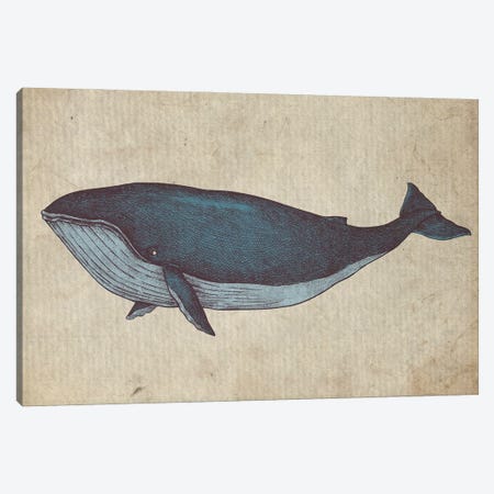 Vintage Whale Sketch Canvas Print #FHC118} by FisherCraft Art Print