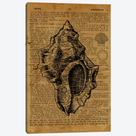 Seashell Etching On Old Paper Canvas Print #FHC120} by FisherCraft Canvas Wall Art