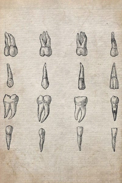 Teeth Vintage Sketch by FisherCraft canvas print