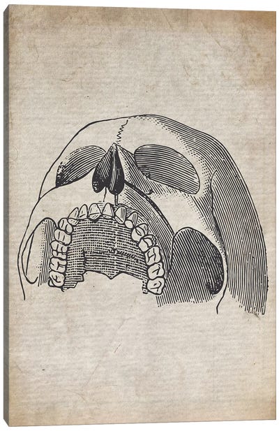 Vintage Upper Skull Medical Print Canvas Art Print - Anatomy Art