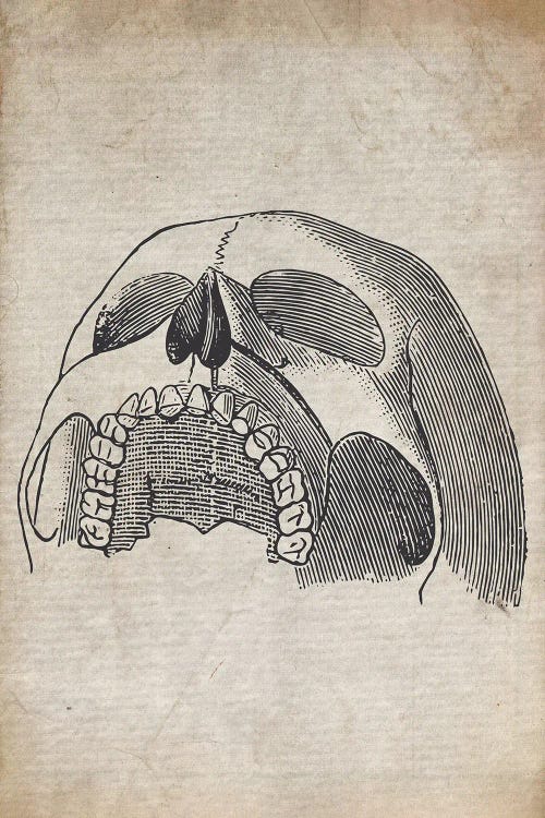 Vintage Upper Skull Medical Print