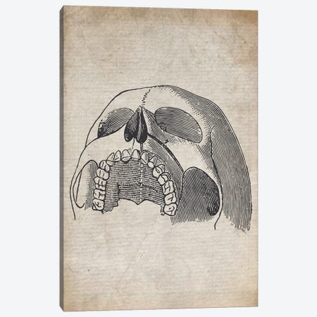 Vintage Upper Skull Medical Print Canvas Print #FHC258} by FisherCraft Canvas Wall Art