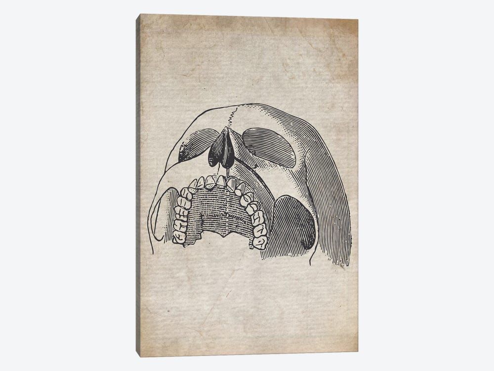 Vintage Upper Skull Medical Print by FisherCraft 1-piece Canvas Wall Art