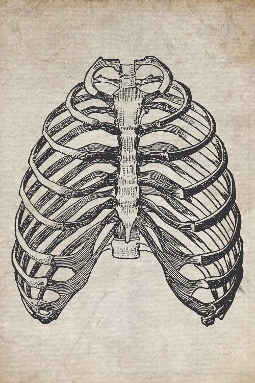 Vintage Rib Cage Medical Print