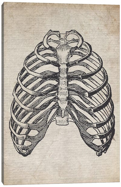 Vintage Rib Cage Medical Print Canvas Art Print - Anatomy Art