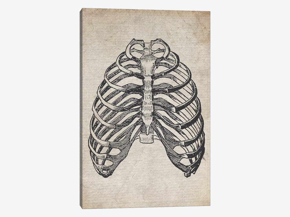Vintage Rib Cage Medical Print by FisherCraft 1-piece Canvas Print