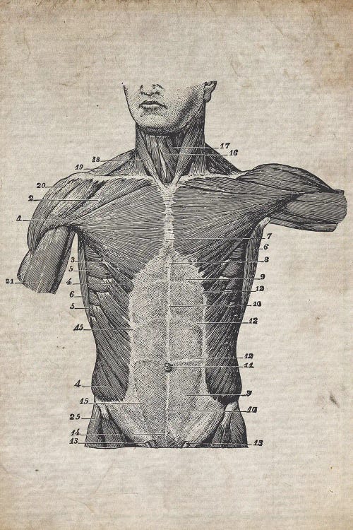 Vintage Torso Medical Print