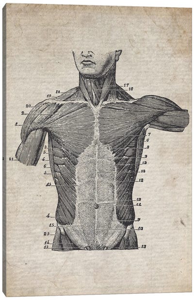 Vintage Torso Medical Print Canvas Art Print - Anatomy Art