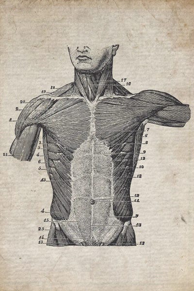 Science: Vintage Torso Medical Print by FisherCraft